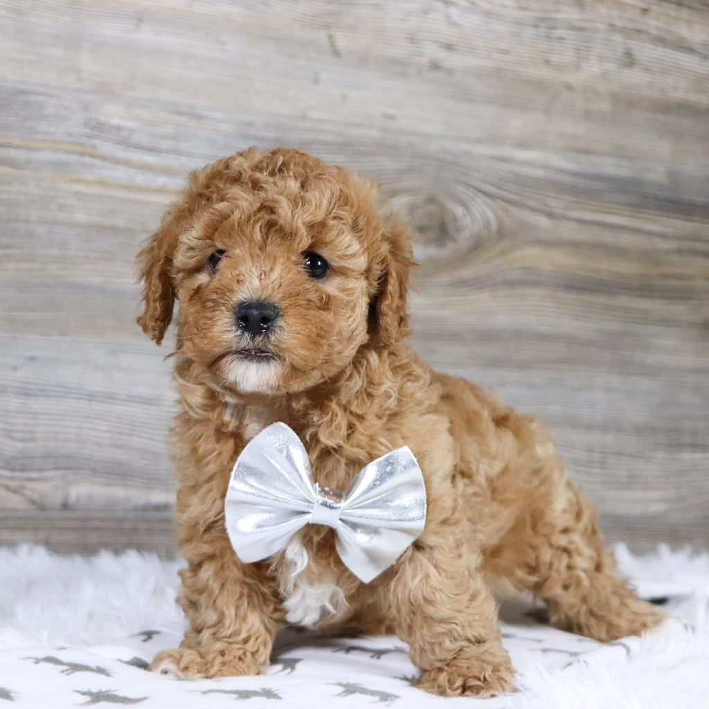 Sherrod - Available 12/31