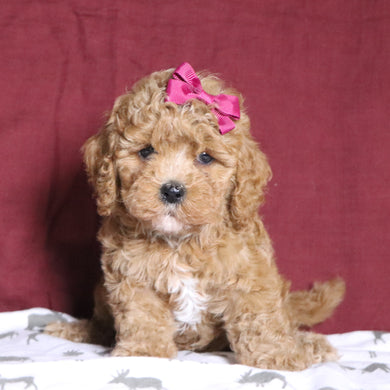 Simone - Available 12/31