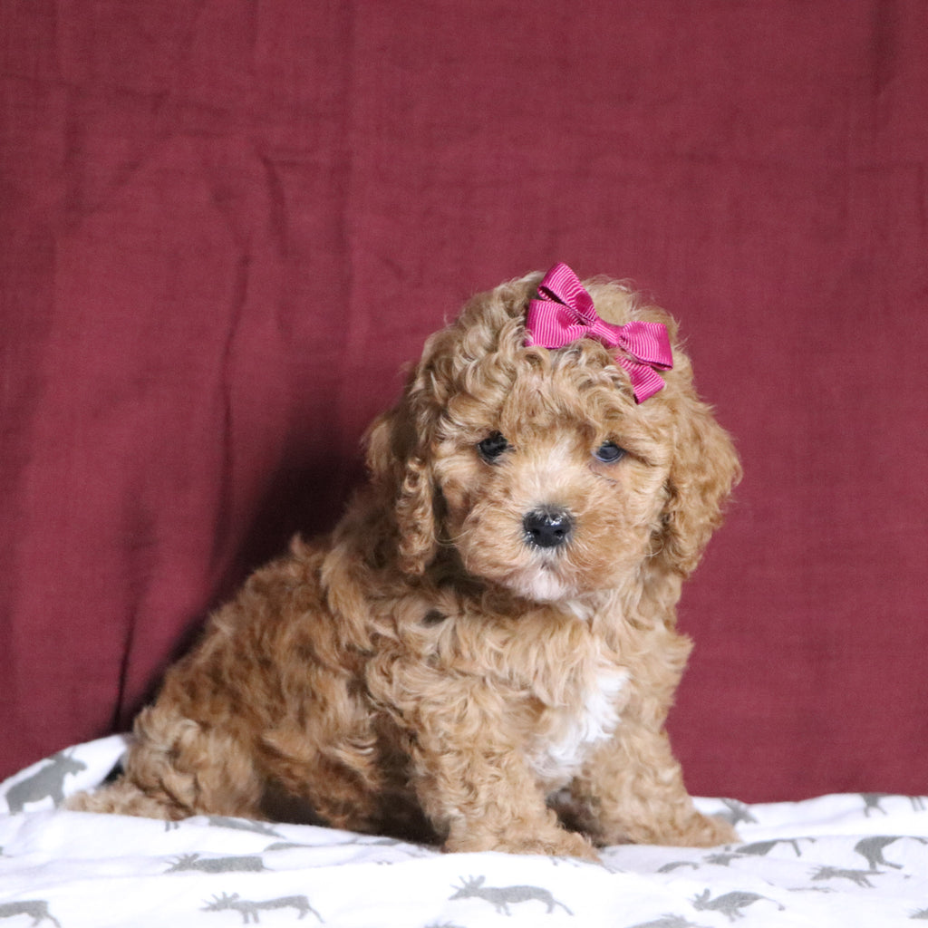 Simone - Available 12/31