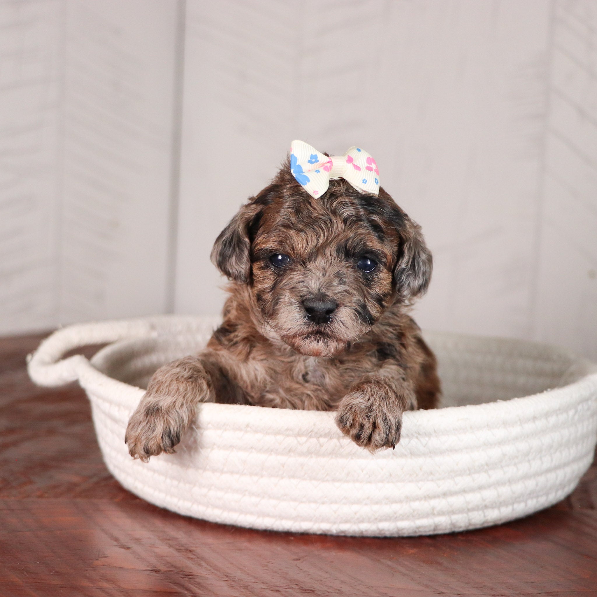why choose happytail puppies?