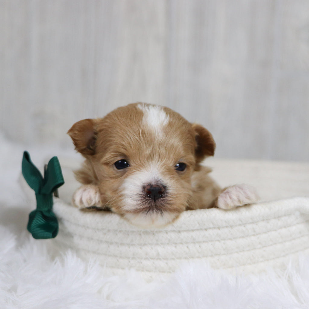 Smokey - Available 2/11