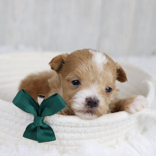 Smokey - Available 2/11