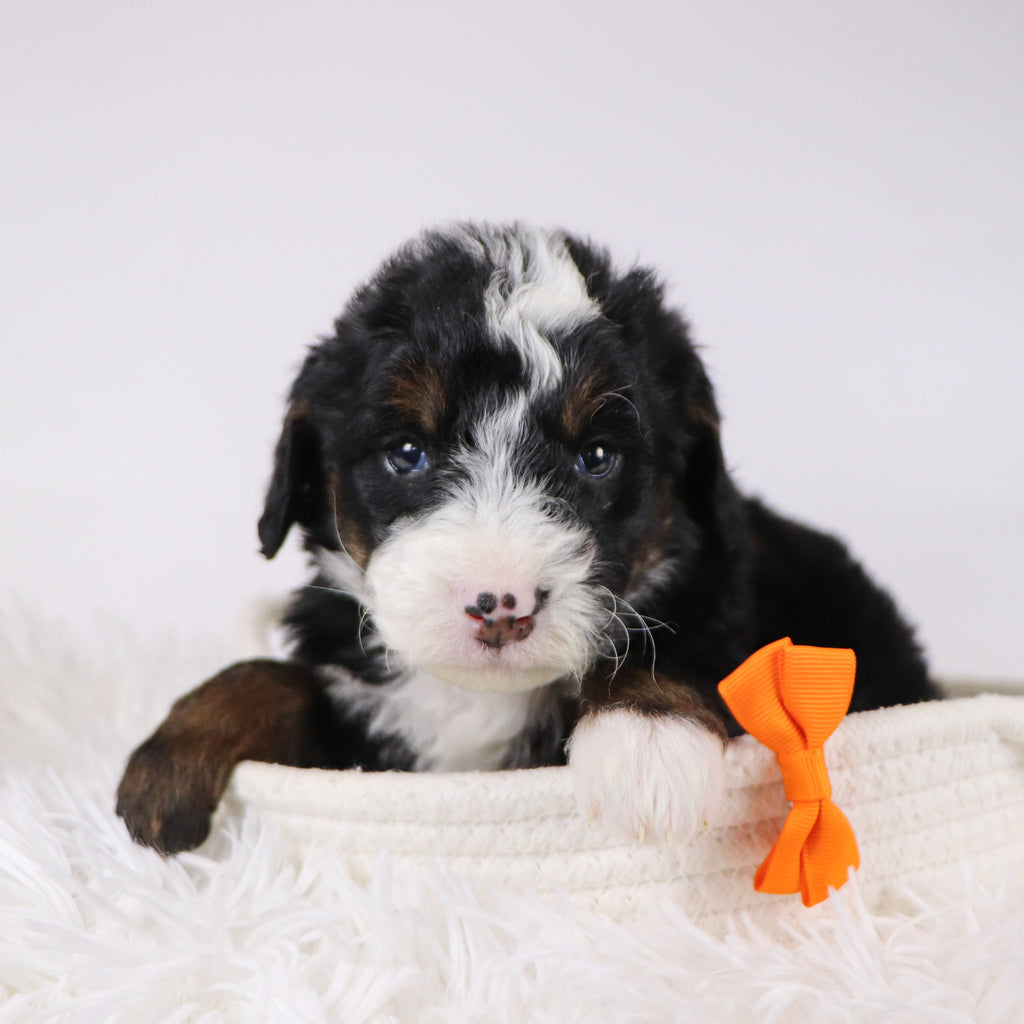 Spencer - Available 12/17