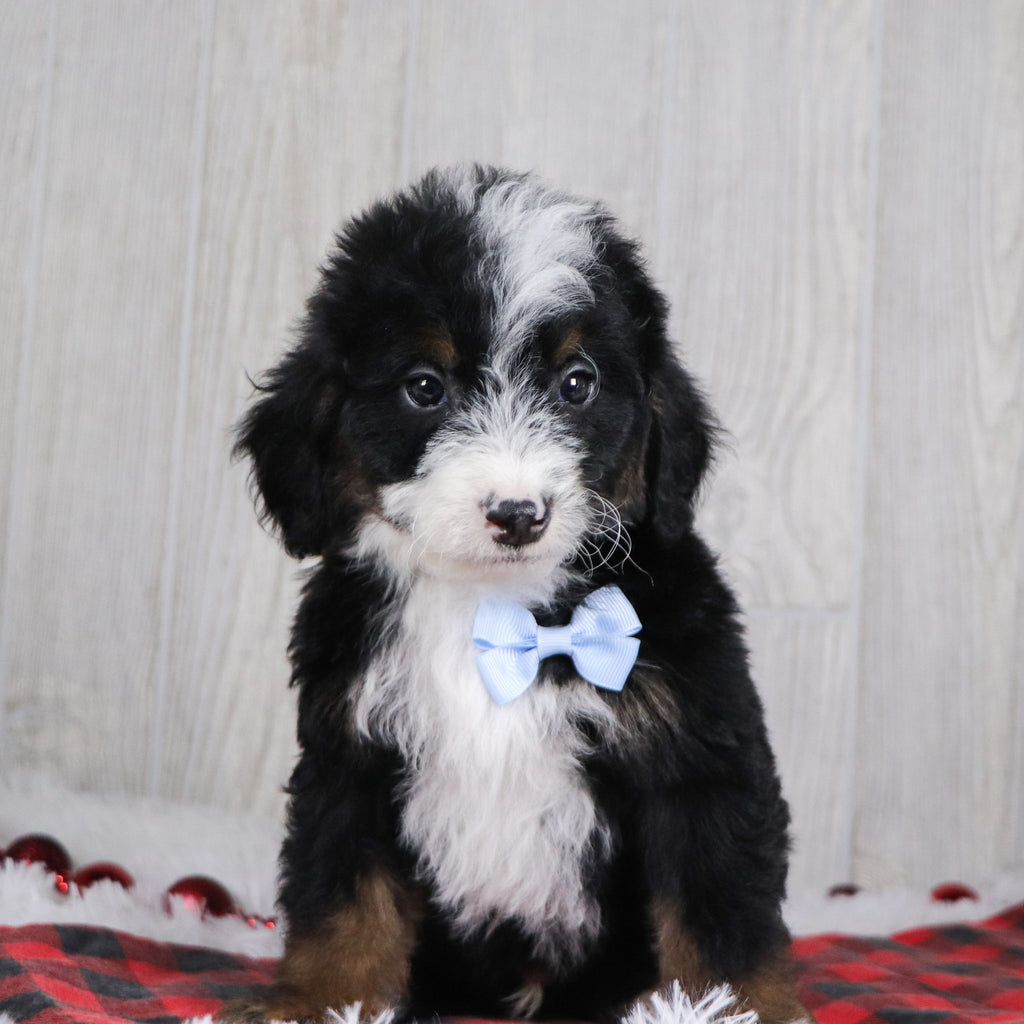 Spencer - Available 12/17