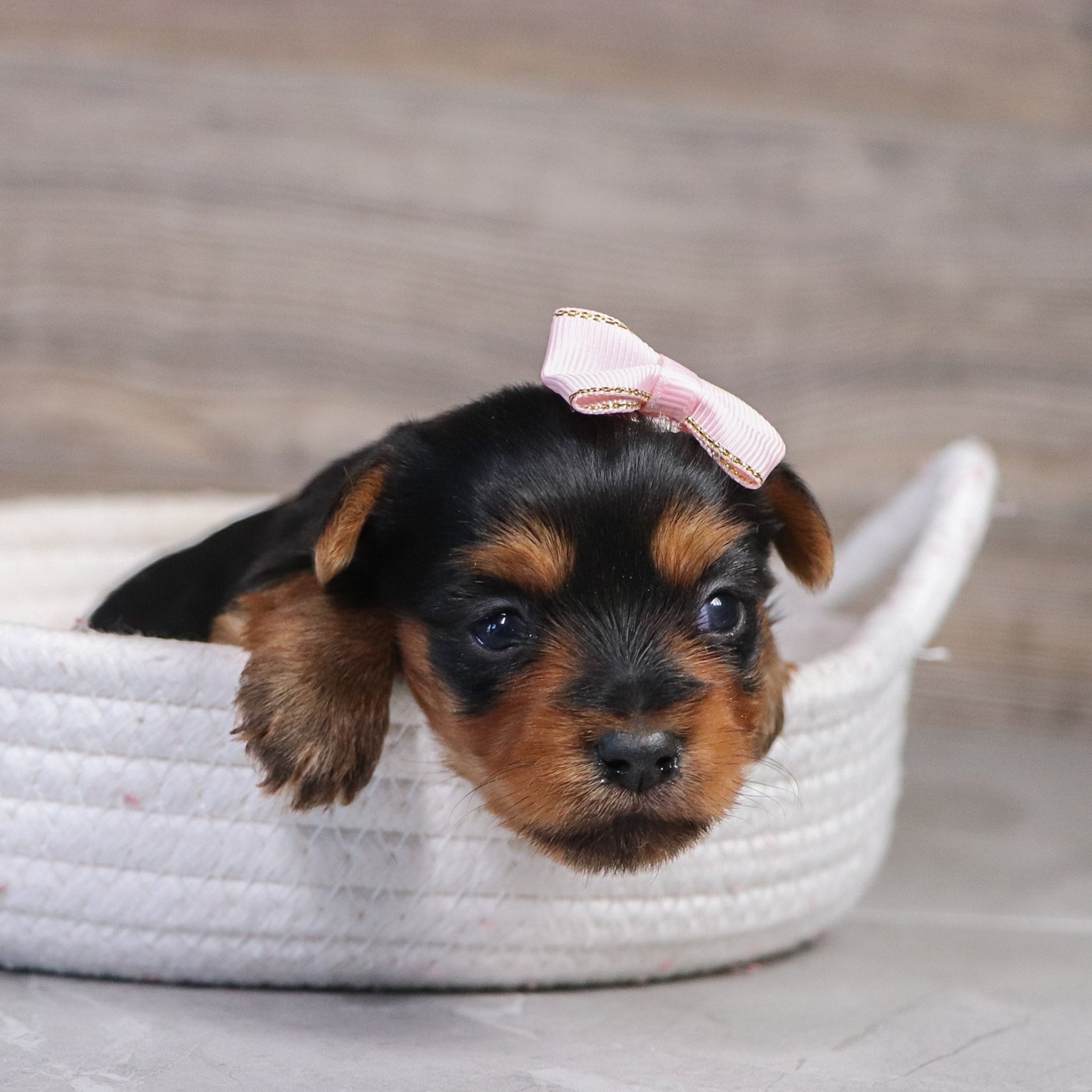 PUPPIES IN SHALLOTTE, NORTH CAROLINA