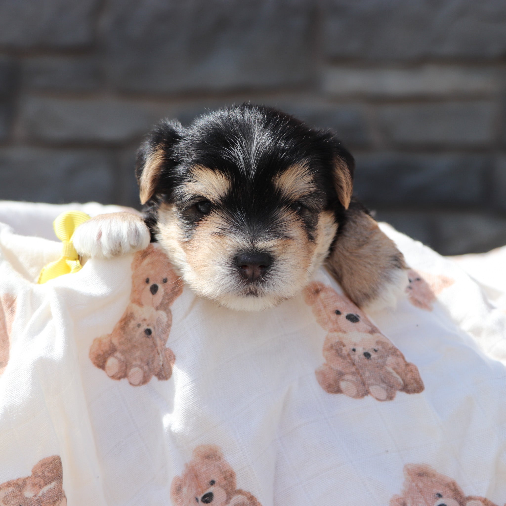 Why choose Happytail Puppies