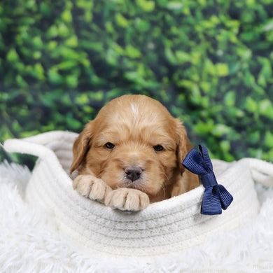 Steve - Available 12/31