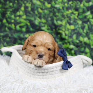 Steve - Available 12/31