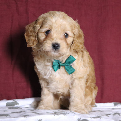 Steve - Available 12/31