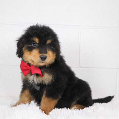 Stu - Available 1/15