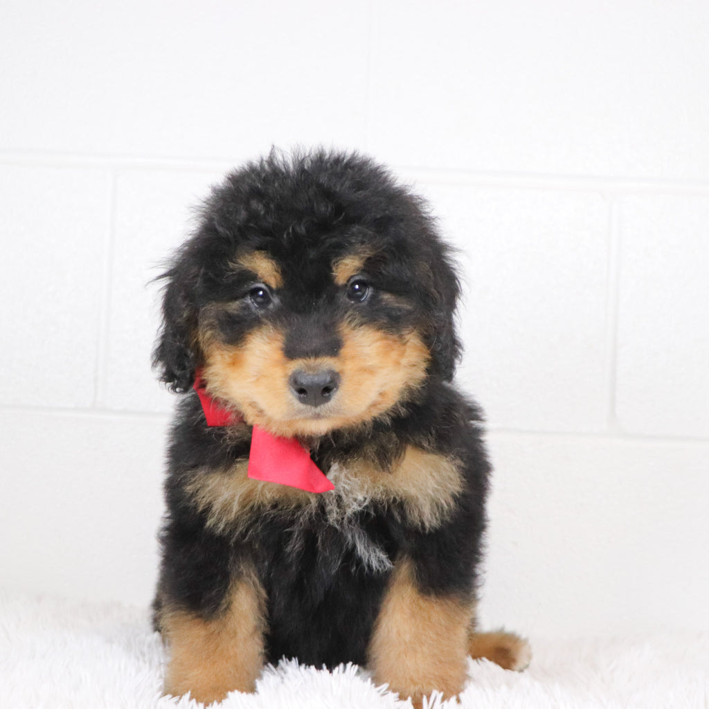 Stu - Available 1/15