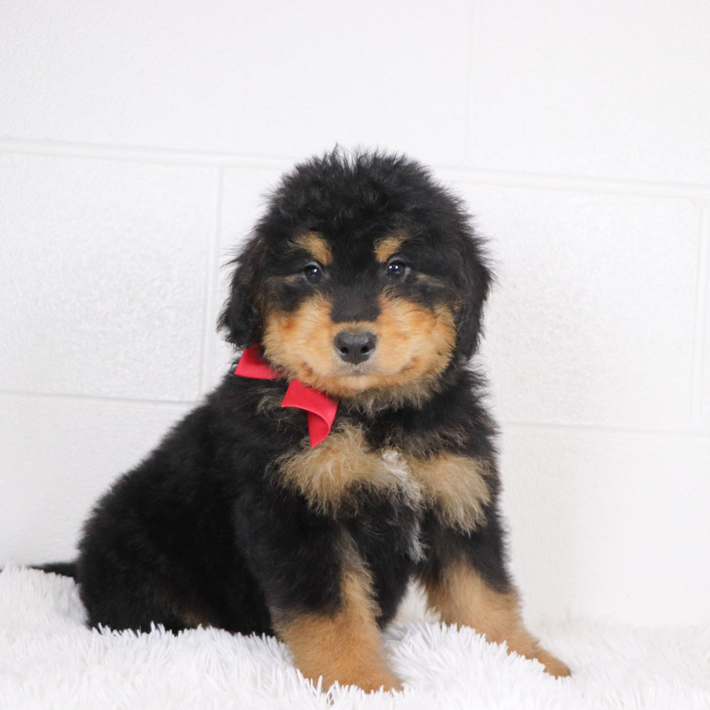 Stu - Available 1/15