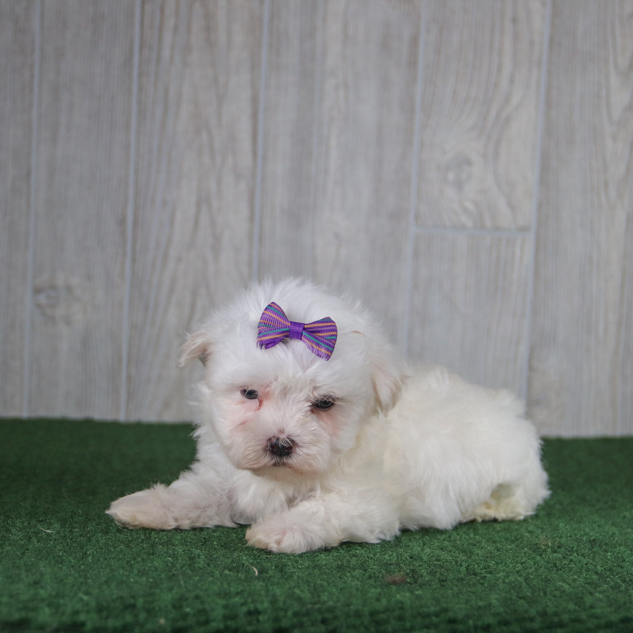 Puppies for sale in Wilimington