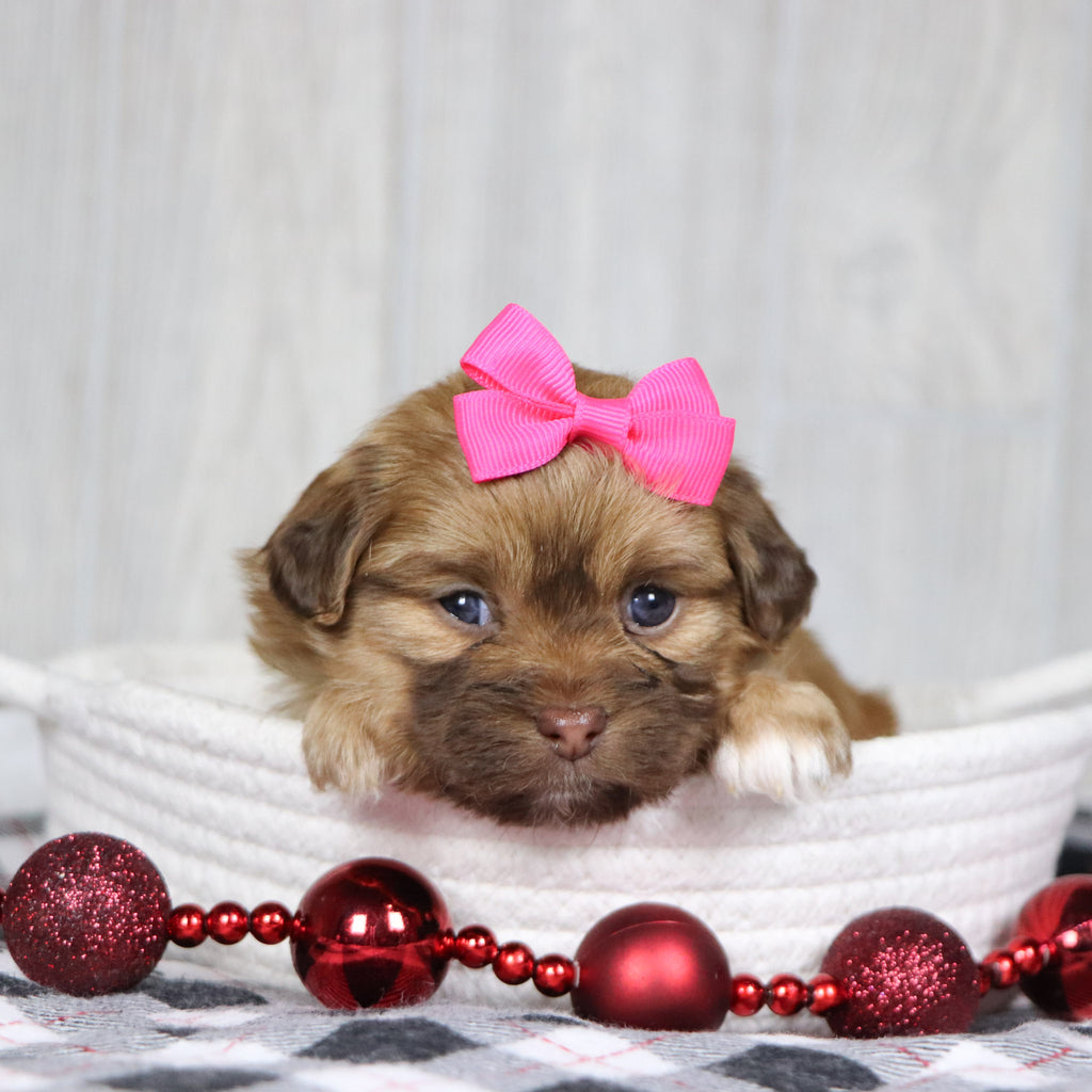 Sunni - Available 1/14