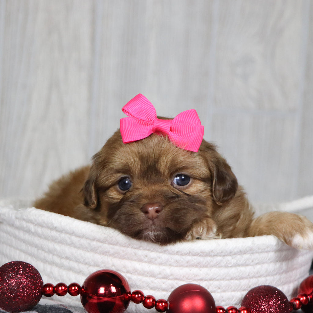 Sunni - Available 1/14