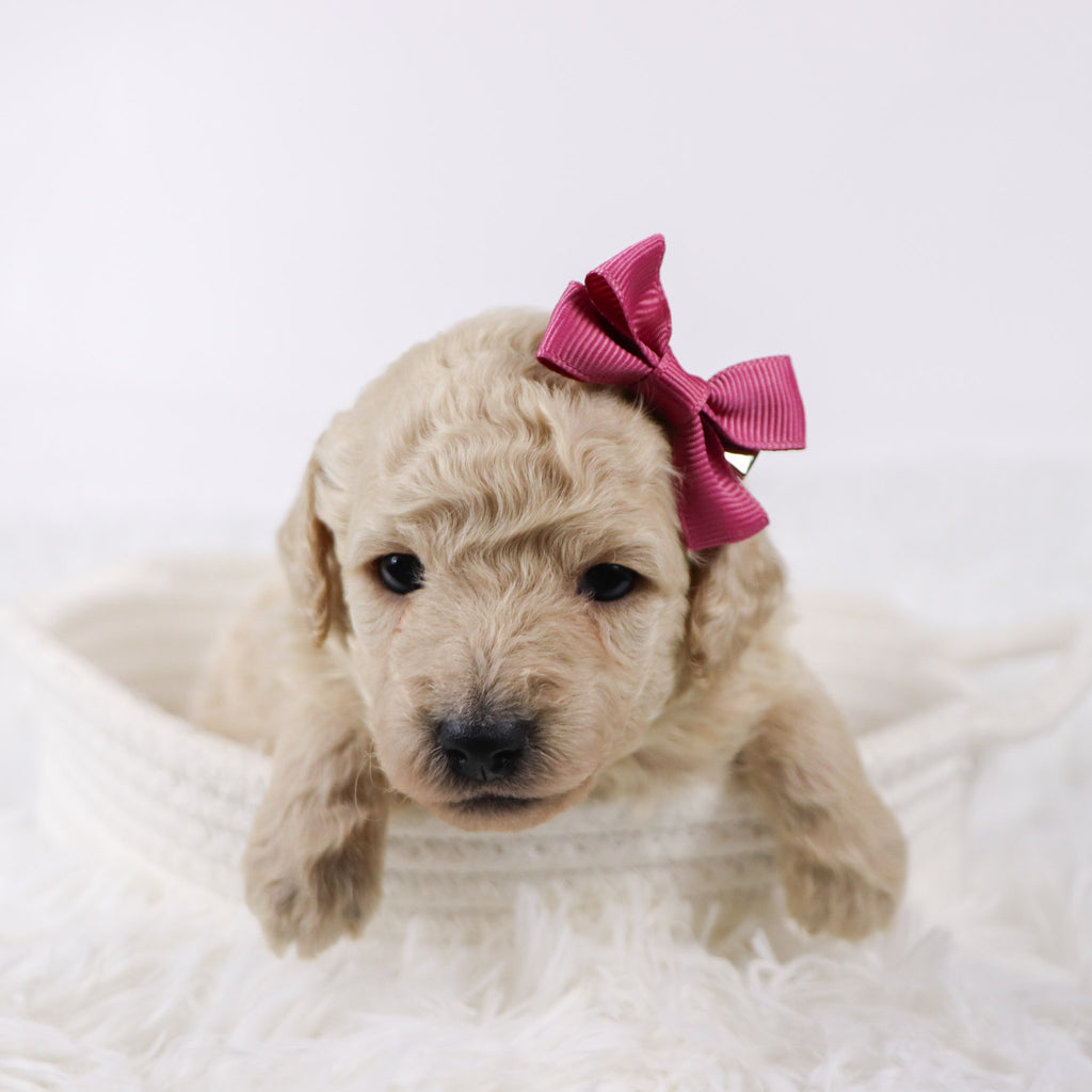 Sunshine - Available Now