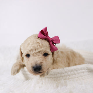 Sunshine - Available Now