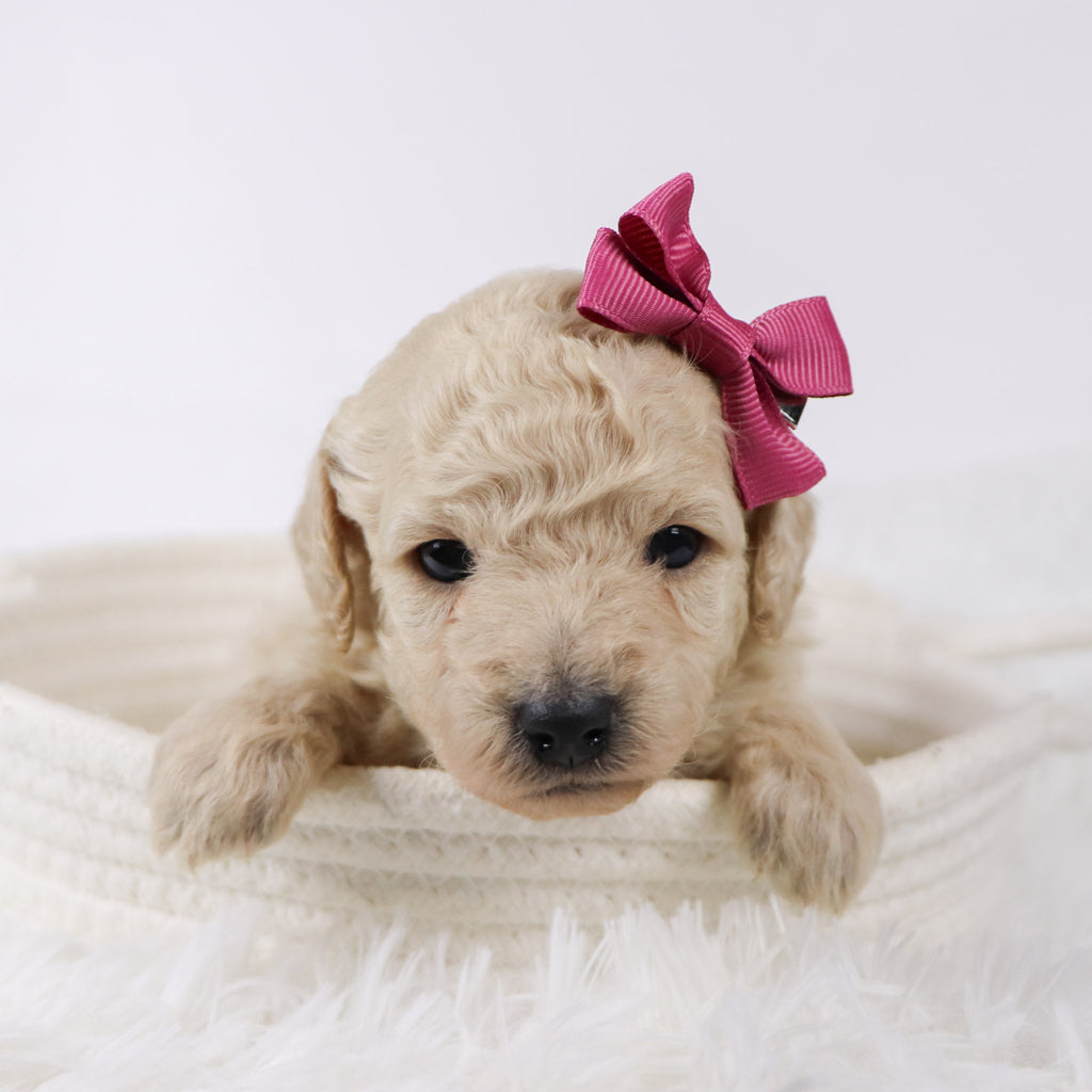 Sunshine - Available Now