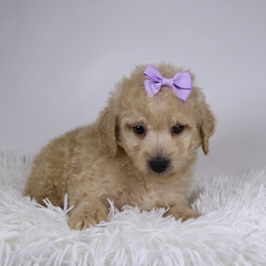 Sunshine - Available Now