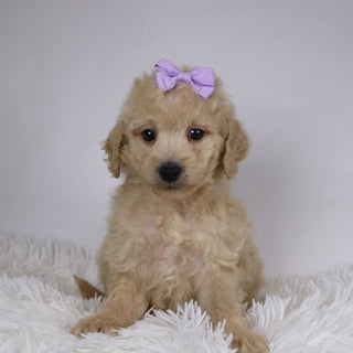 Sunshine - Available 11/26