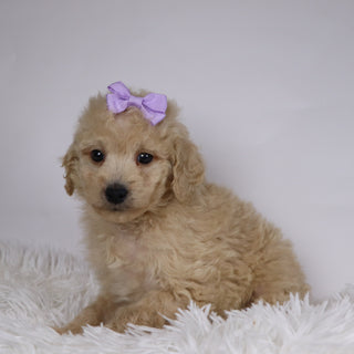 Sunshine - Available Now