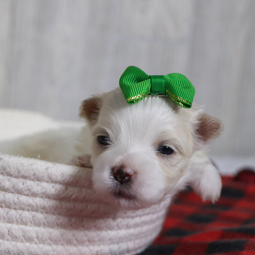 Susannah - Available 12/31