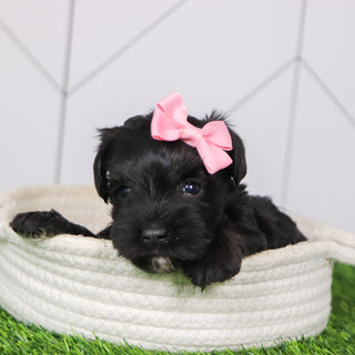 Sveta - Available 2/4