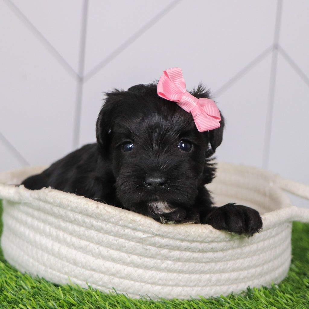 Sveta - Available 2/4