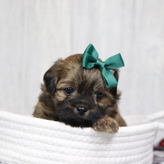 Tammy - Available 1/14