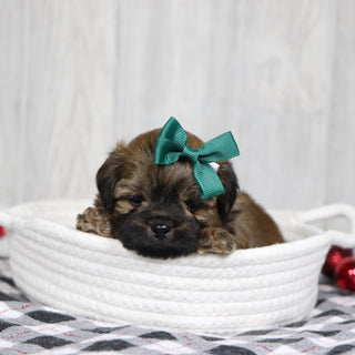 Tammy - Available 1/14