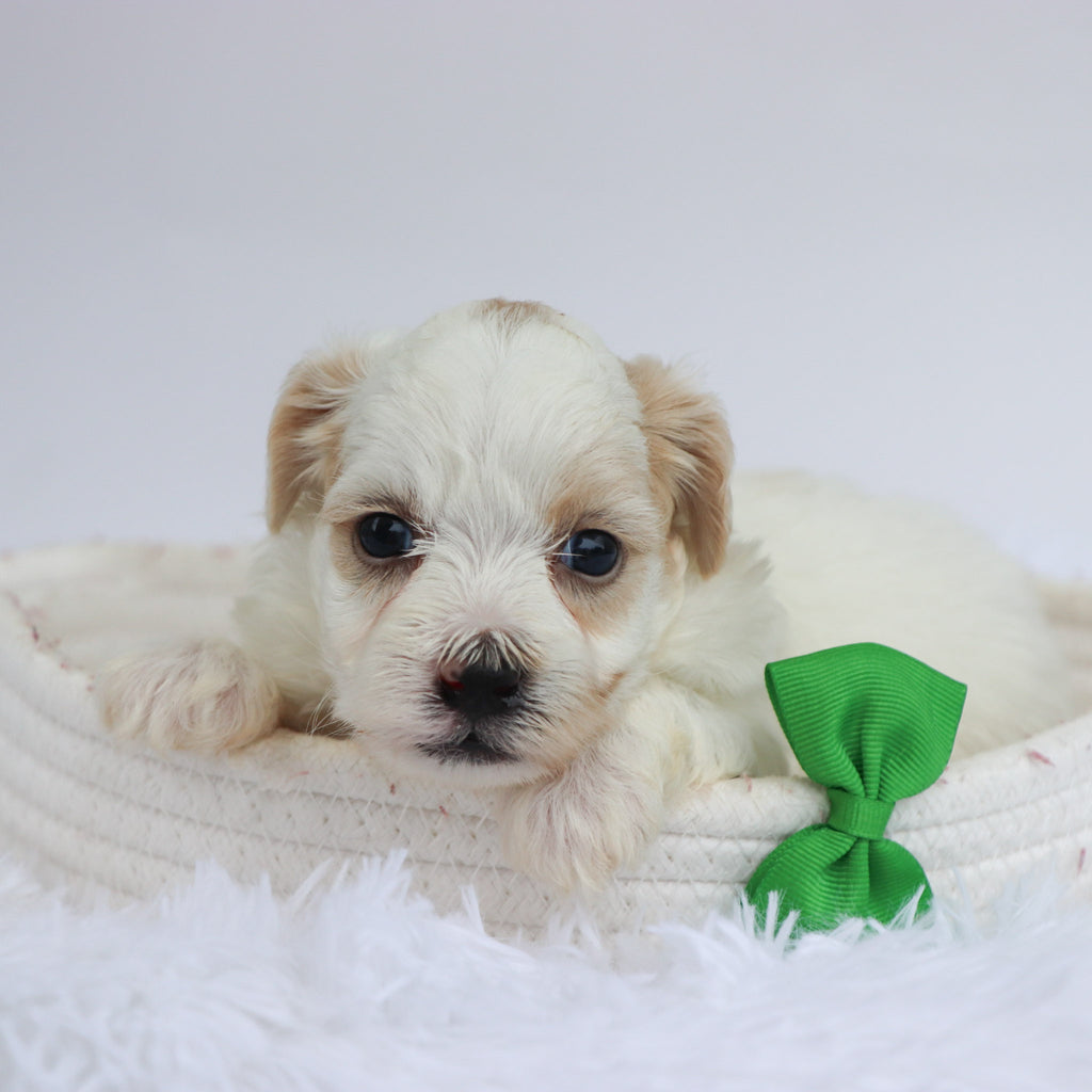 Tank - Available Now