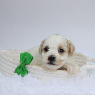 Tank - Available Now