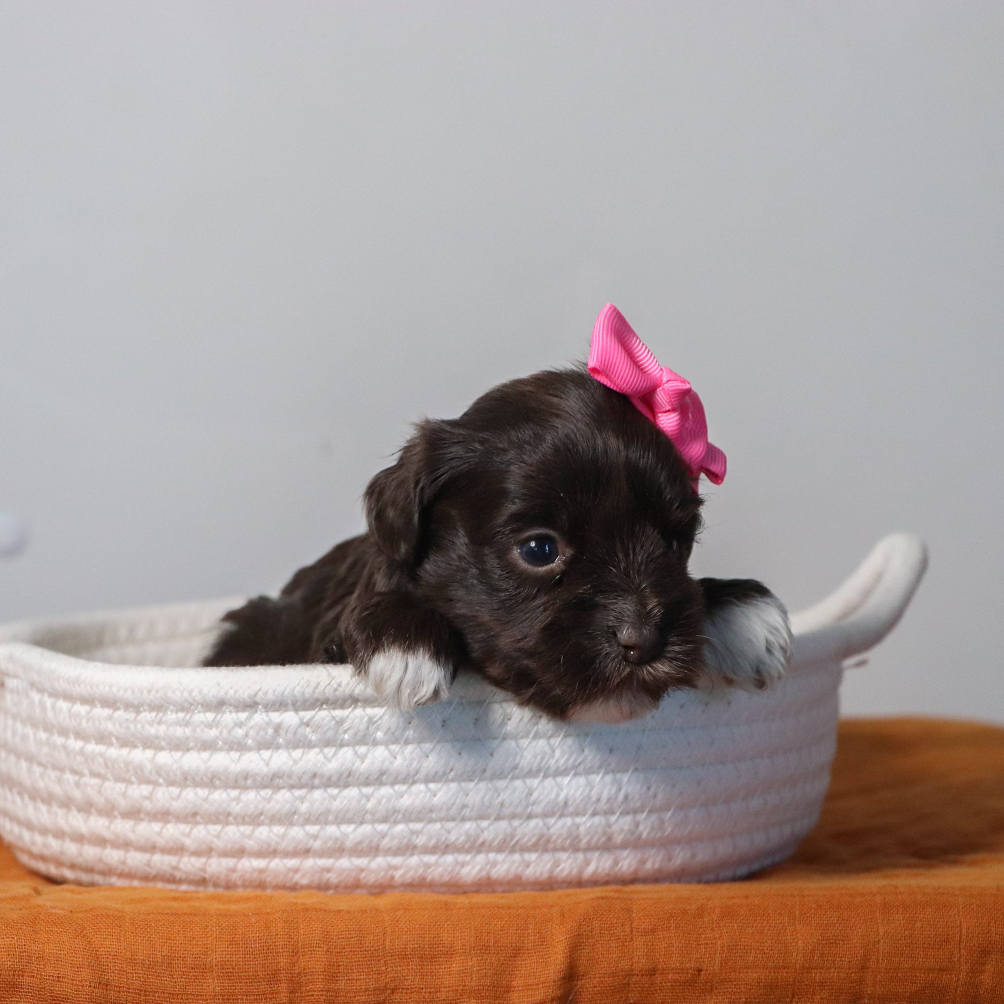 PUPPIES FOR SALE IN GOLDSBORO