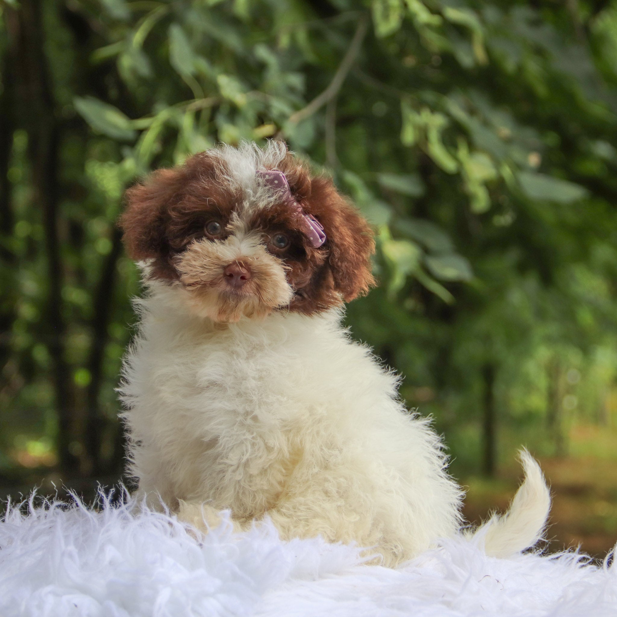 Why Choose Happytail Puppies