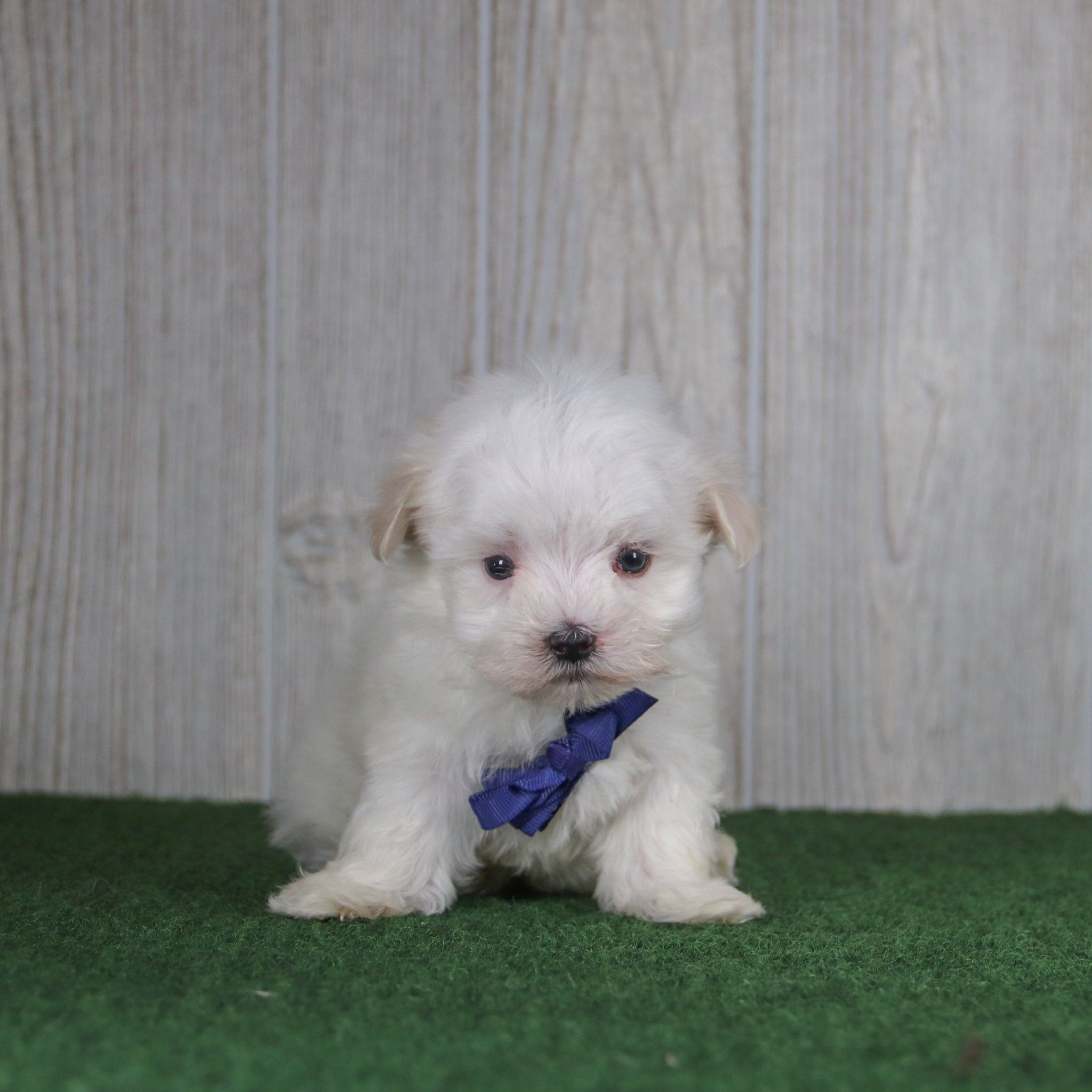 Puppies for sale in Greensboro