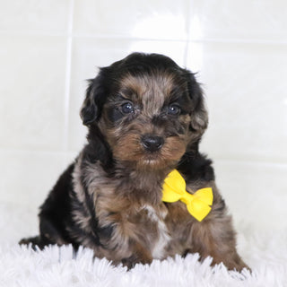 Tarzan - Available Now