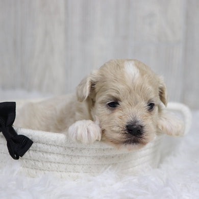 Taz - Available 2/11