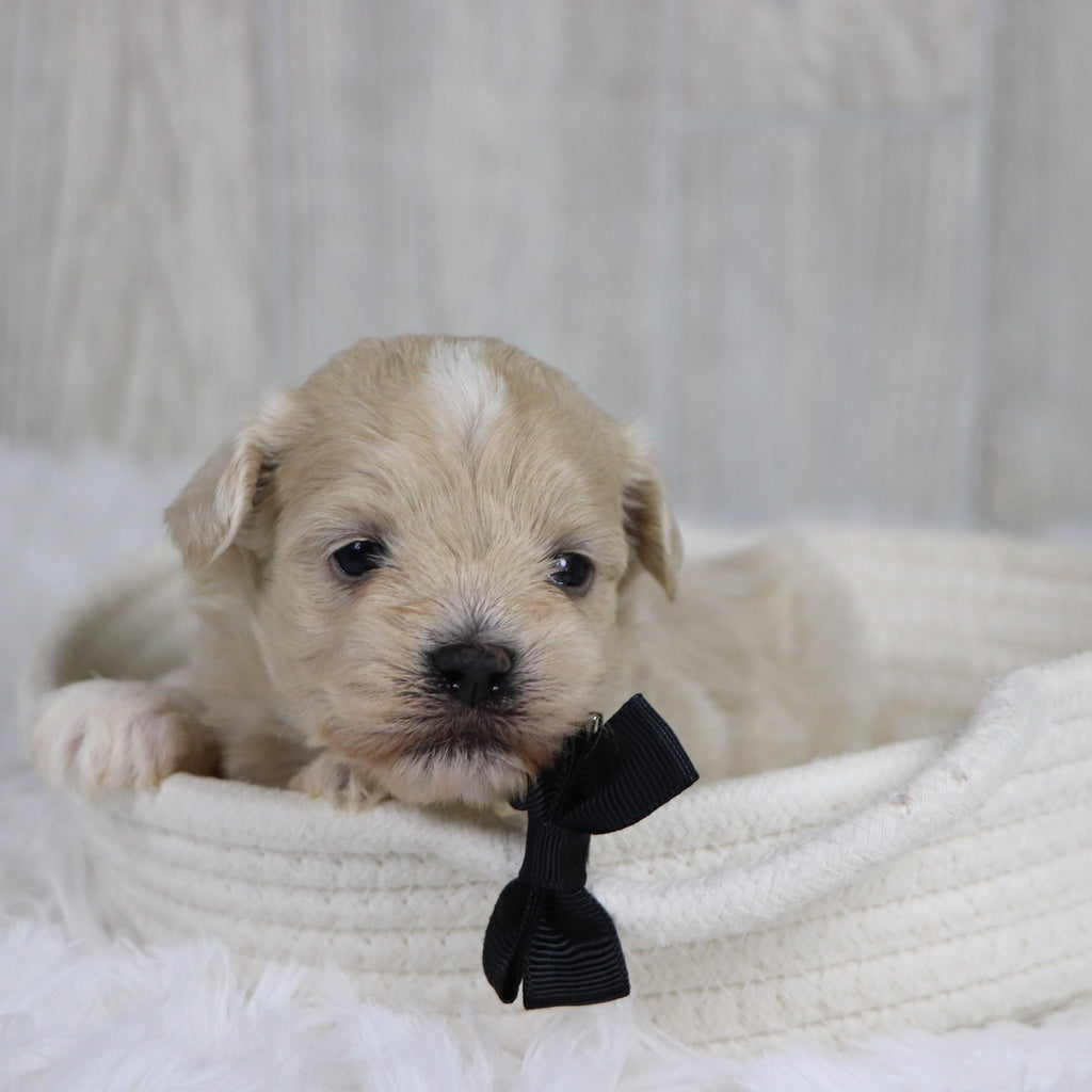 Taz - Available 2/11