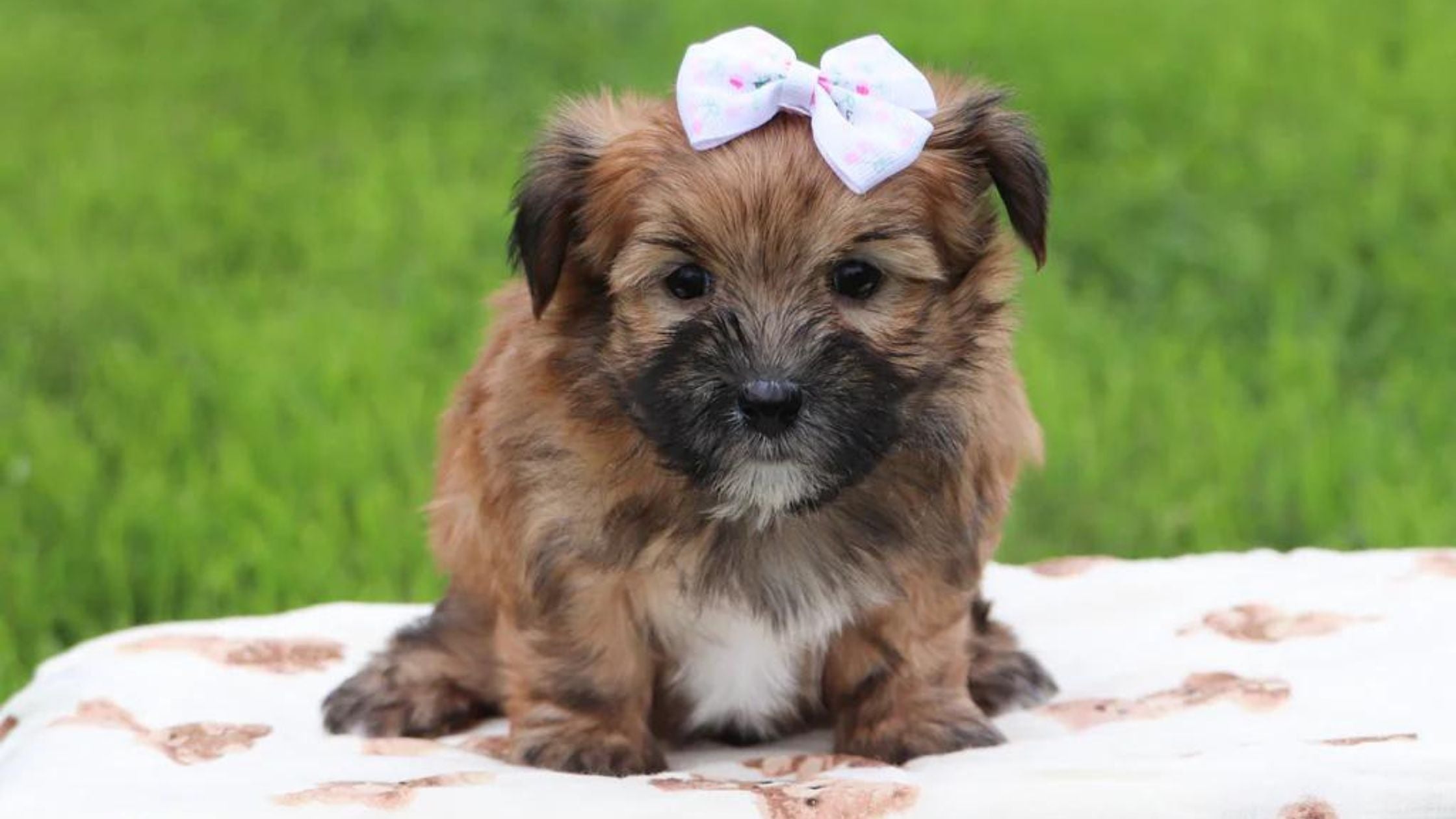 teacup morkie puppy
