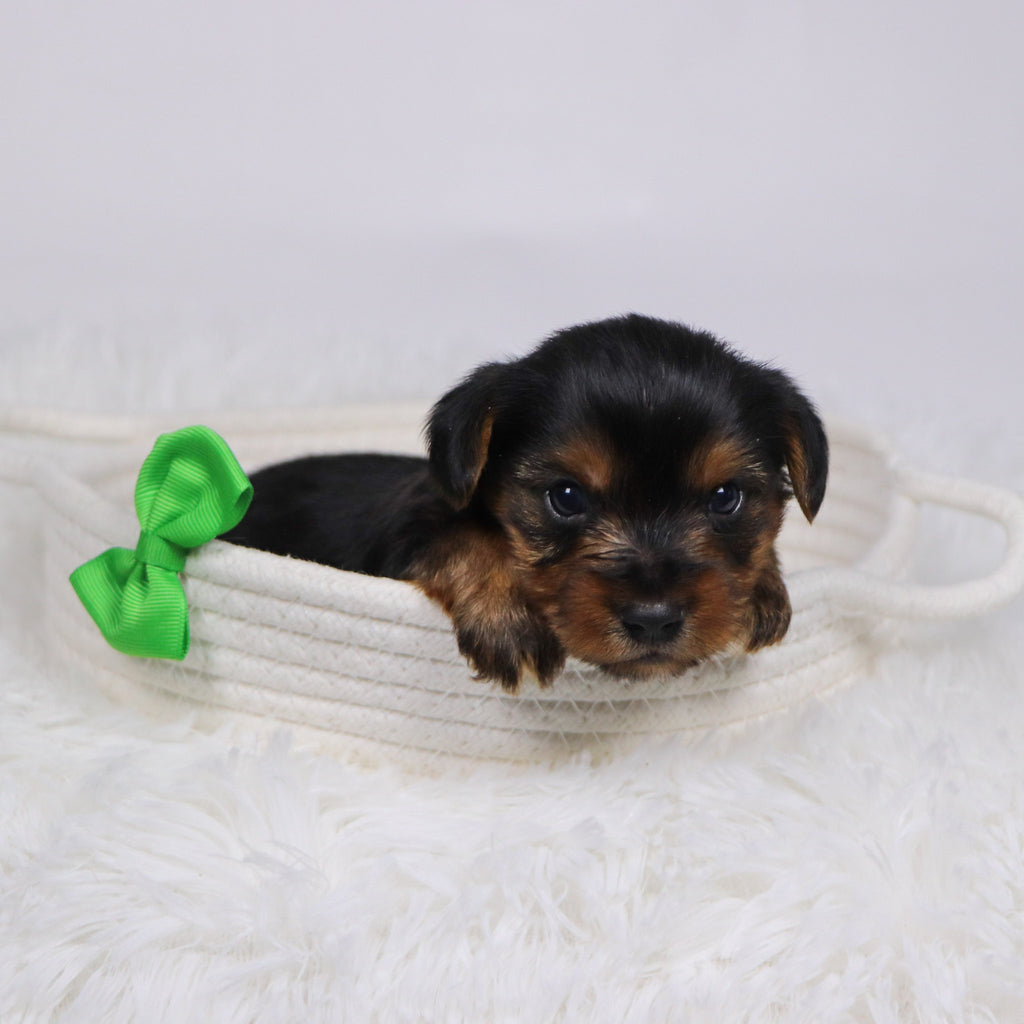 Tegan - Available Now