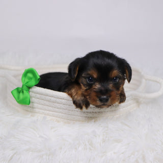 Tegan - Available 12/17