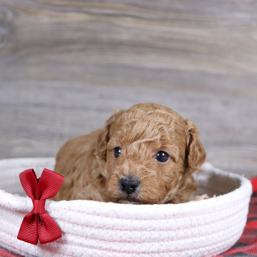 Terry - Available 1/15