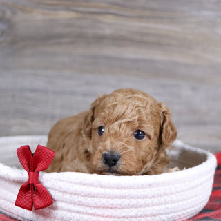 Terry - Available 1/15