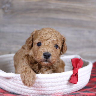 Terry - Available 1/14