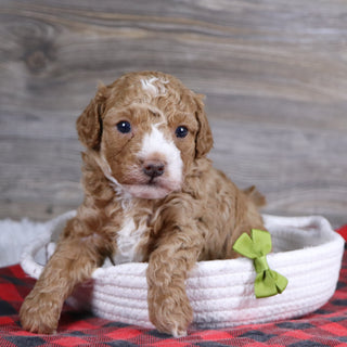 Theo - Available 1/15