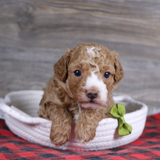 Theo - Available 1/15