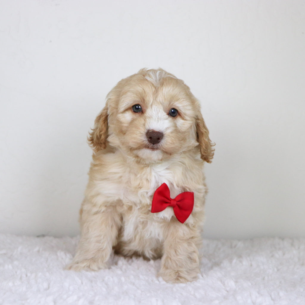 Theodor - Available Now