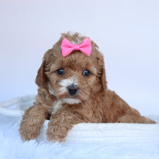 Theresa - Available 10/15