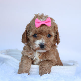 Theresa - Available 10/15