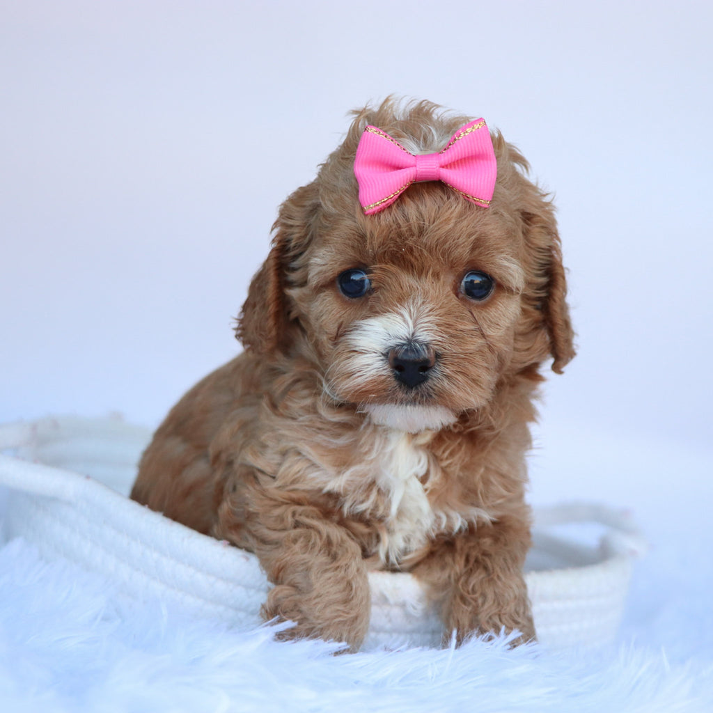 Theresa - Available 10/15